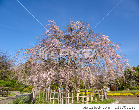 Weeping cherry blossoms and blue sky (Satomi Park, Ichikawa City, Chiba Prefecture) 113709185