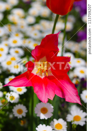 春天花床鬱金香 春天花床鬱金香 113709207