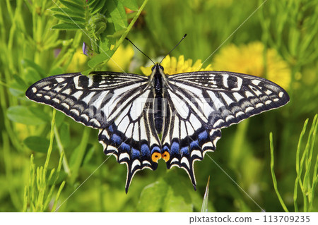 Swallowtail butterfly sucking nectar from a dandelion flower Swallowtail butterfly sucking nectar from a dandelion flower 113709235
