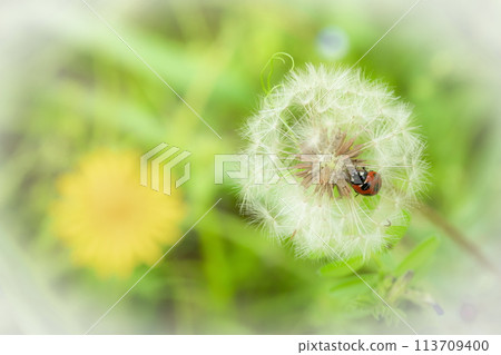蒲公英絨毛上的 Nanafoshi 瓢蟲 蒲公英絨毛上的 Nanafoshi 瓢蟲 113709400