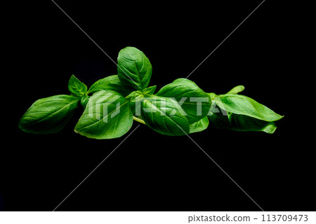 Bunch of basil leaves for cooking Bunch of basil leaves for cooking 113709473
