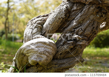 Crane of wood 113709484