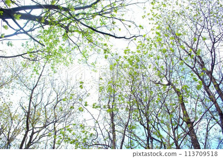 Looking up at trees in the fresh green season Looking up at trees in the fresh green season 113709518