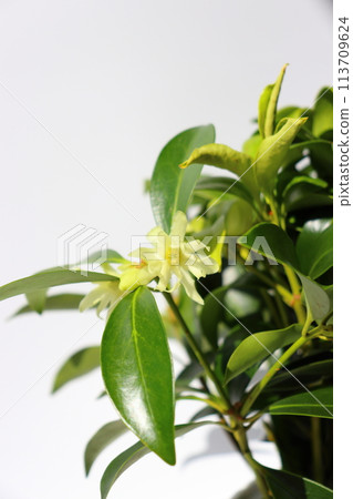 Illicium sikimi yellow-white flowers indoors 113709624