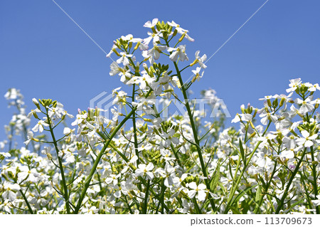 白色油菜花 113709673