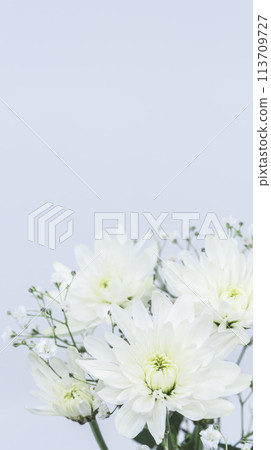 White chrysanthemum flowers, offerings, Buddhist flowers White chrysanthemum flowers, offerings, Buddhist flowers 113709727