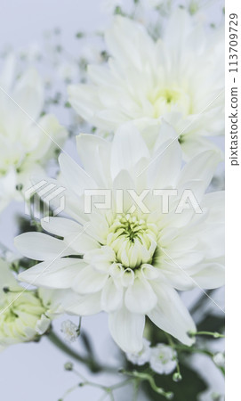 白菊花、供養花、佛花 113709729