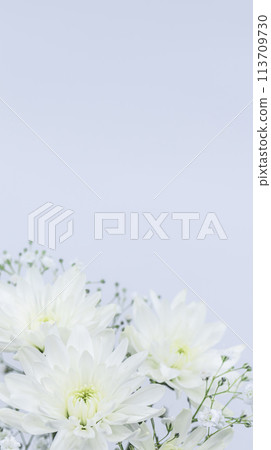 White chrysanthemum flowers, offerings, Buddhist flowers White chrysanthemum flowers, offerings, Buddhist flowers 113709730