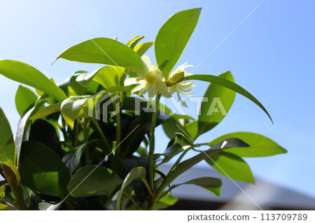 四季見花藍天 113709789