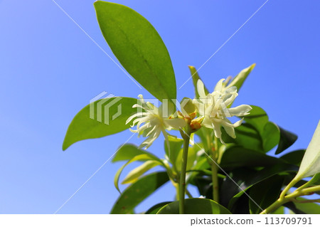 四季見花藍天 113709791