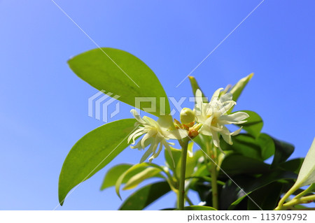 四季見花藍天 113709792