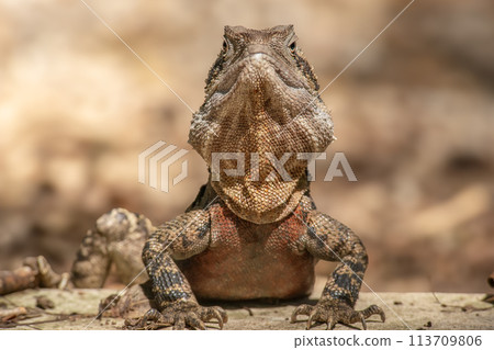 Australian Water Dragon Australian Water Dragon 113709806