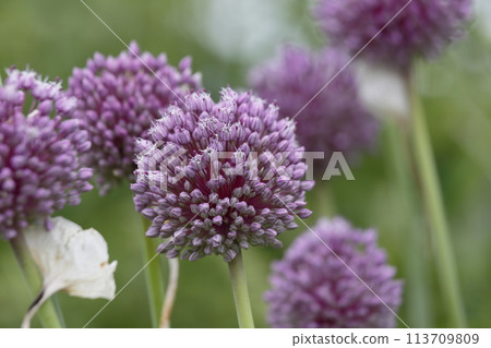 Leek flower Leek flower 113709809
