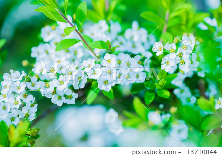 雪柳盛開的可愛花朵 雪柳盛開的可愛花朵 113710044