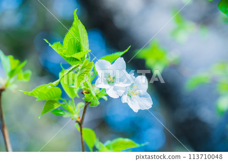 櫻花風景 白花和大島櫻的嫩葉 櫻花風景 白花和大島櫻的嫩葉 113710048