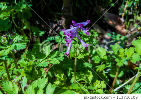 Corydalis incisa flower 113710109