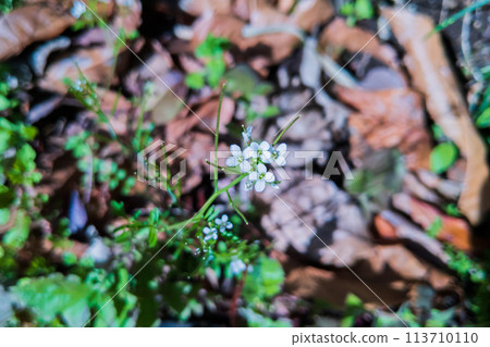 Small white flowers of cardamom Small white flowers of cardamom 113710110