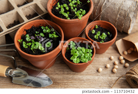 Pots with various vegetables seedlings. 113710432