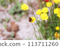 Spring garden flowers 113711260