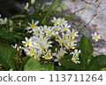 Spring garden flowers 113711264
