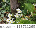 Spring garden flowers 113711265