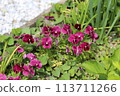 Spring garden flowers 113711266