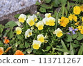 Spring garden flowers 113711267