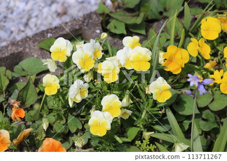 春天的花園裡的花 春天的花園裡的花 113711267