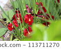 Spring garden flowers 113711270