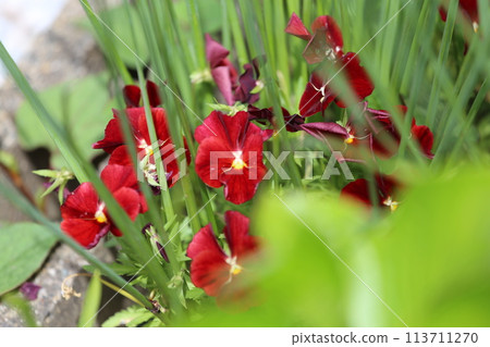 春天的花園裡的花 春天的花園裡的花 113711270