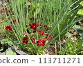 Spring garden flowers 113711271