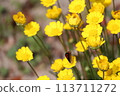 Spring garden flowers 113711272