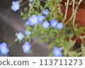 Spring garden flowers 113711273