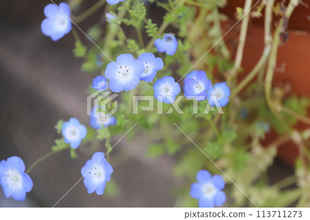 春天的花園裡的花 113711273