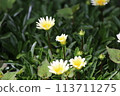 Spring garden flowers 113711275