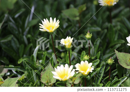 春天的花園裡的花 春天的花園裡的花 113711275