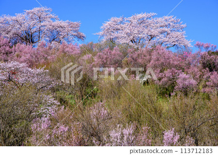 福島縣花見山的早晨,花朵盛開的花田和樹田 福島縣花見山的早晨,花朵盛開的花田和樹田 113712183