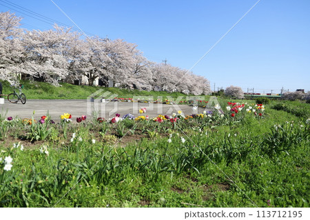 春天，埼玉縣蓮田市元荒川河濱公園的櫻花、鬱金香和其他花卉，以及在鐵路橋上行駛的貨運列車。 113712195