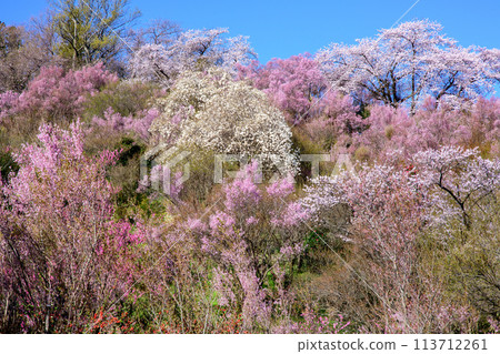 Colorful flowers blooming in the flower fields in the morning at Hanamiyama, Fukushima Prefecture 113712261