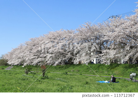 Somei-yoshino cherry blossoms at Motoarakawa Riverside Park in Hasuda, Saitama Prefecture in spring 113712367