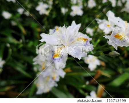 Shaga的花朵 113712399