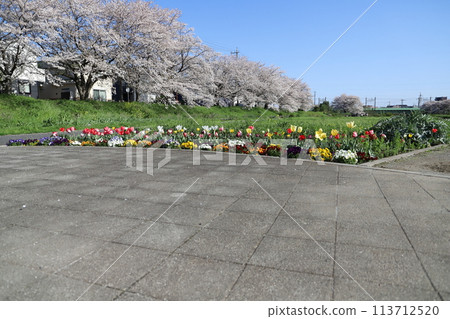Somei-yoshino cherry blossoms at Motoarakawa Riverside Park in Hasuda, Saitama Prefecture in spring 113712520