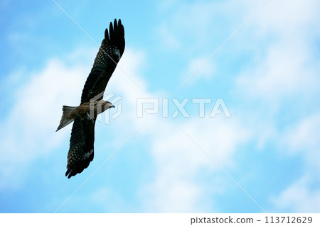 在天空中飛翔的風箏，“野鳥” 113712629