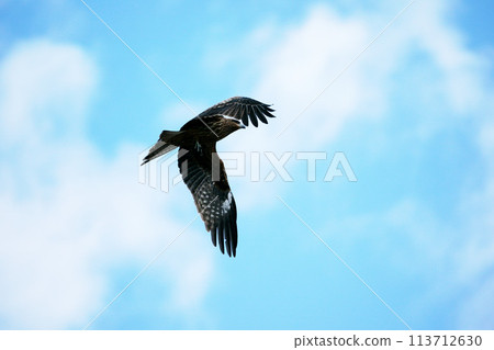 在天空中飛翔的風箏，“野鳥” 113712630