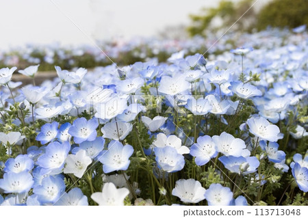 Blue nemophila flowers Blue nemophila flowers 113713048