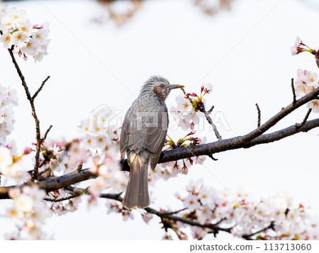堅持櫻花的布朗噴泉 113713060