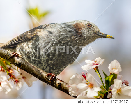 堅持櫻花的布朗噴泉 113713067