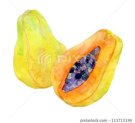 Papaya illustration watercolor illustration 113713199