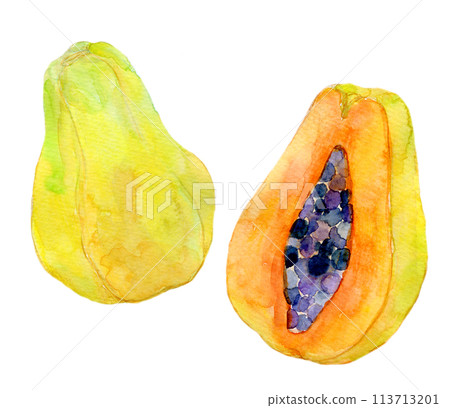 Papaya illustration watercolor illustration 113713201
