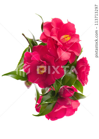 Camellia flower, white background 113713297